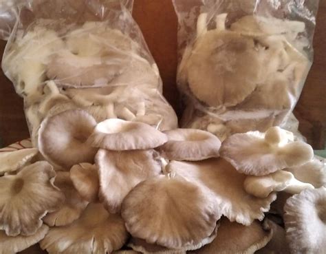 Oyster Mushrooms | AfriShop Global