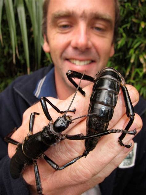 Six-Legged Giant Finds Secret Hideaway, Hides For 80 Years : Krulwich ...