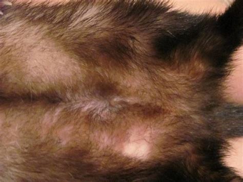 Why does a ferret’s tail go bald: causes and treatment – Healthy Food ...