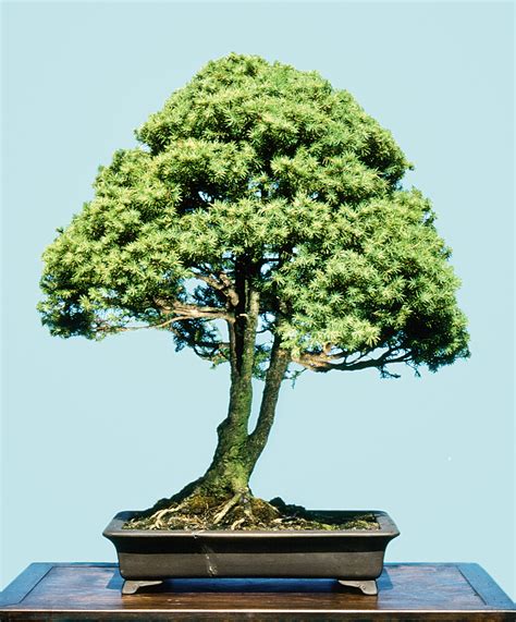 ALBERTA SPRUCE 1981 – Valavanis Bonsai Blog