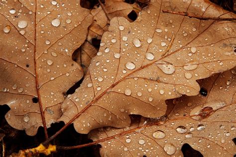 Autumn Brown Detail - Free photo on Pixabay - Pixabay