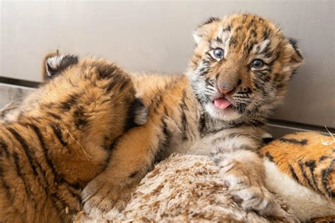 Zoo Welcomes 2 Tiger Cubs, First Cubs Born In Cleveland In 20 Years ...