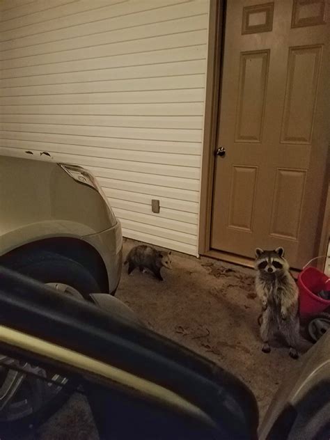 This Raccoon And Opossum Travel And Eat Cat Food Together