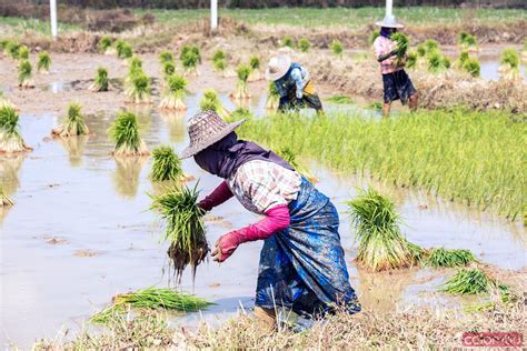 - Young asian woman working in a rice field, Myanmar - Royalty Free ...