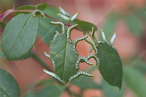 Large rose sawfly larvae feeding on ornamental rose leaves - Stock ...