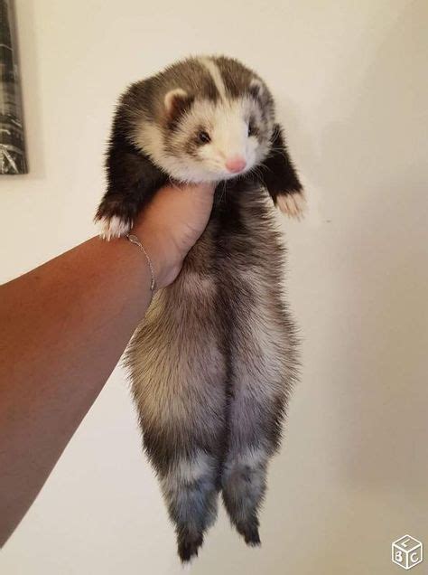 Ferret standing up | Animals | Ferret, Pet ferret, Cute ferrets