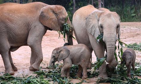 Five African elephant calves born at conservation base in S China - Global Times