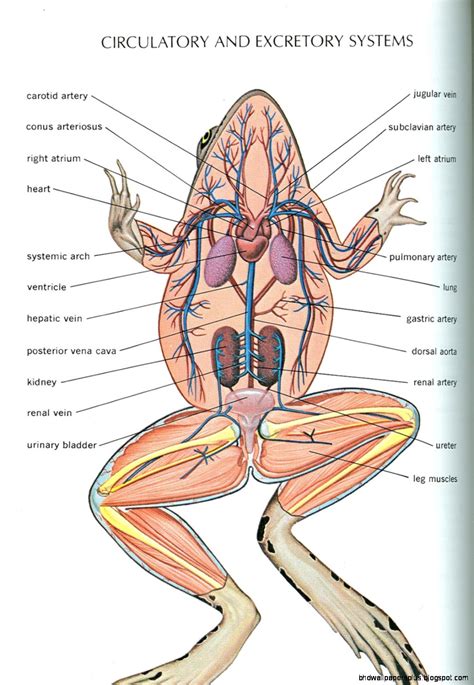 Frog Anatomy | HD Wallpapers Plus