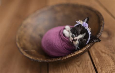 Newborn Kitten Photoshoot | Kimberly Burleson Photography