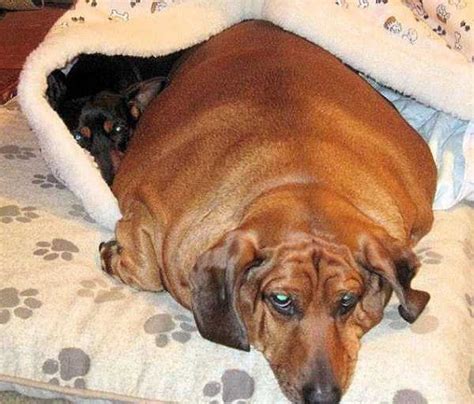 Dog Before And After Massive Weight Loss (11 photos) | KLYKER.COM