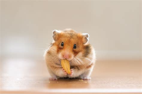 Full Guide to a Healthy and Nutritious Diet for Hamsters