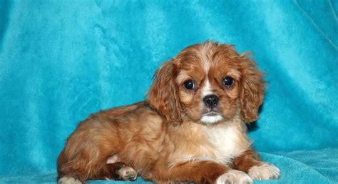 Cavalier King Charles Spaniel.Meet Chloe a Puppy for Adoption.