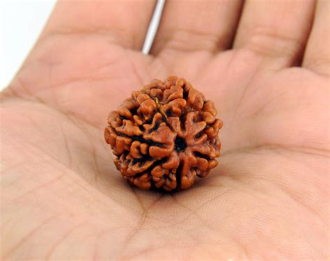 Rudraksha: A Shield To Remove The Negativities In Life - India Book