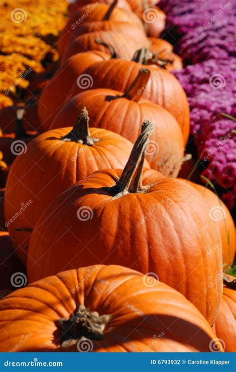 Row of Pumpkins stock photo. Image of holiday, thanksgiving - 6793932