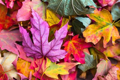 Why Do Leaves Change Color in Autumn? - Super Simple