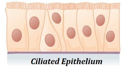 Simple ciliated epithelium | Tissue types, Anatomy and physiology, Tissue