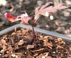 How to care for Japanese maple seedlings?