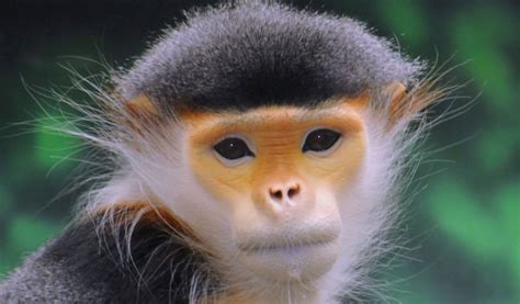 Facts About Old World Monkeys That Will Blow Your Mind – Animal Encyclopedia