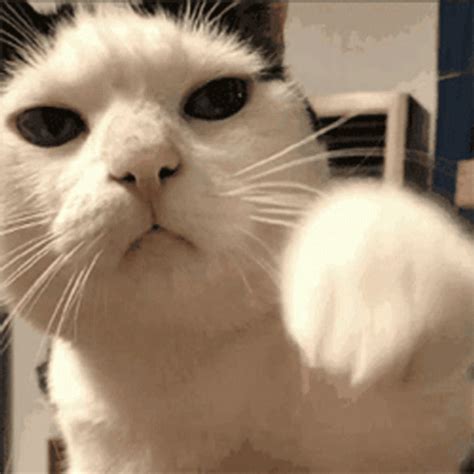Serious Cat Punch GIF | GIFDB.com