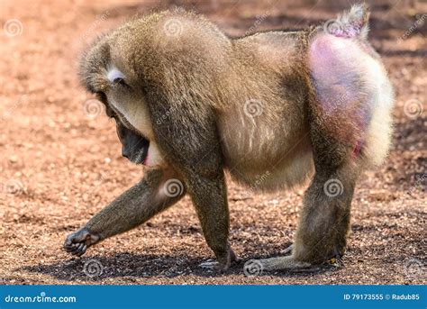 Drill Monkey (Mandrillus Leucophaeus) Stock Image - Image of animal, closeup: 79173555