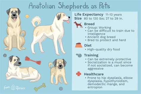 Anatolian Shepherd: Dog Breed Characteristics & Care