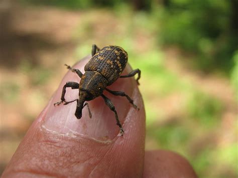 Beetle pine weevil Photograph by Lenka Rottova | Pixels