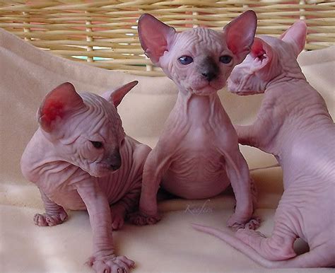 hairless cats | Hairless cat, Cute cats, Rex cat