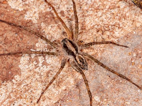 Wolf Spider vs. Brown Recluse | 855Bugs - Pest Control & Exterminators