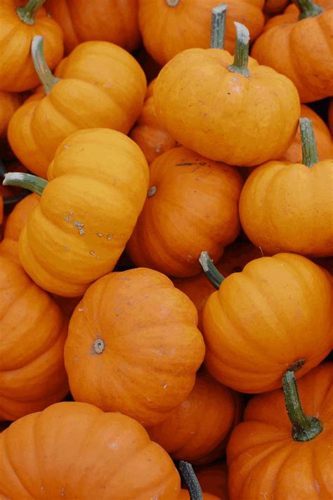 a pile of orange pumpkins sitting next to each other