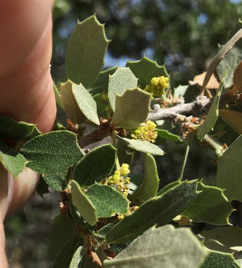 Scrub Oak (Quercus berberidifolia)