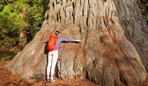 Biggest Tree In The World : World's Tallest Tree is Higher Than Big Ben ...