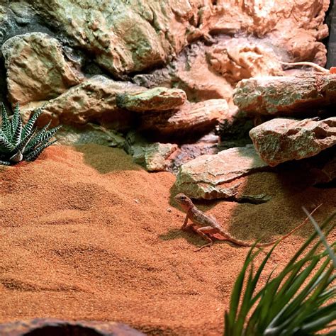 Desert Vivarium/Reptile Enclosure | Hewan