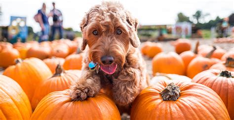 4 Fun Fall Activities To Do With Your Pet – Kinn Inc.