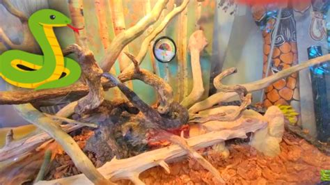 My Rat Snake Habitat Terrarium Set Up - YouTube