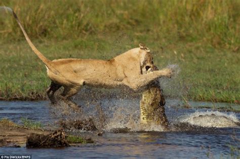 Foto Sangat Langka "Pertarungan Buaya Vs Singa" | wisbenbae