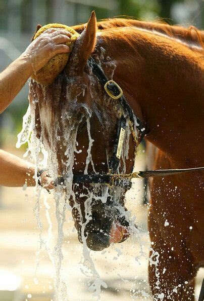 Bath time | Horses, Horse love, Pretty horses