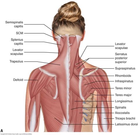 Muscles of the neck / musculature of the cervical spine