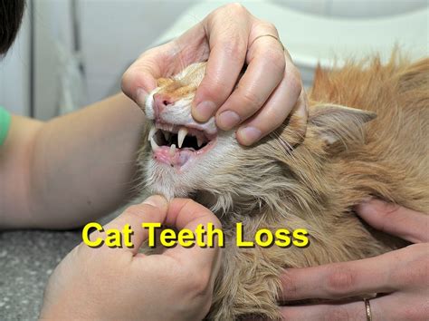 Cat Teeth Loss - Emergency Animal Care Braselton