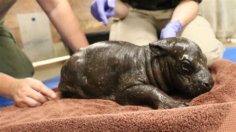 Baby Pygmy Hippo Born at Franklin Park Zoo for the 1st Time – NBC Boston