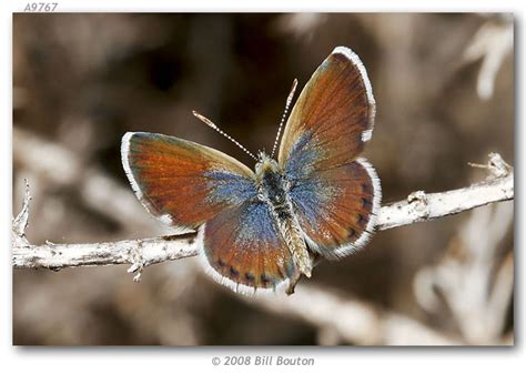 Western Pygmy-Blue (Arthropods of Sweitzer Lake State Park) · iNaturalist