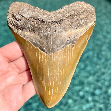 BIG Authentic Fossil Megalodon Shark Tooth – Primitive Past