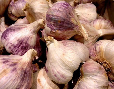 Aged garlic extract for your health – Anytime Health