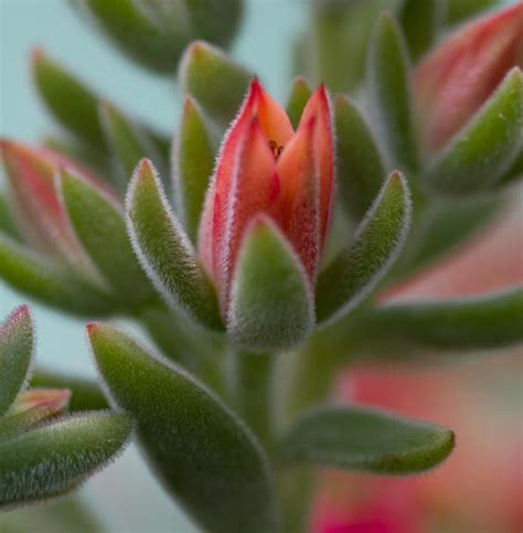 Echeveria harmsii (Red Echeveria)