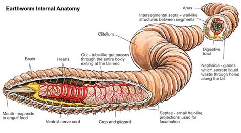 Worms are the intestines of the Earth - anatomy of an earthworm. Image © Rick Kollath ...