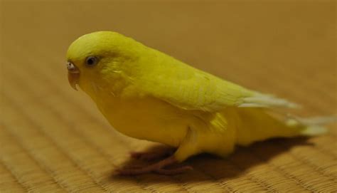 Parakeet Names – The 500 Most Popular Names for Parakeets | PetPress