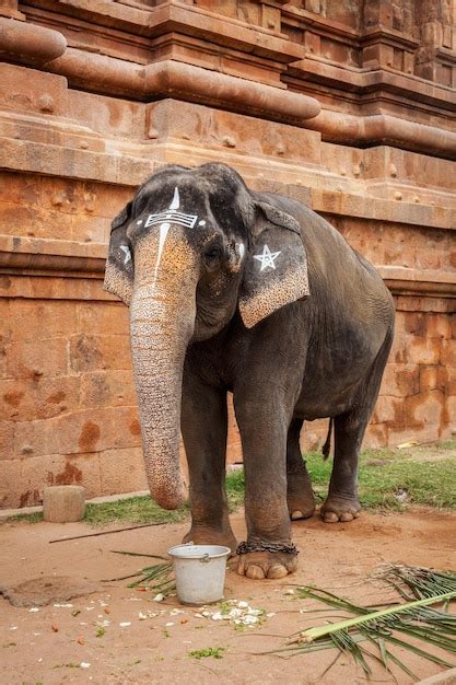 Premium Photo | Elephant in hindu temple