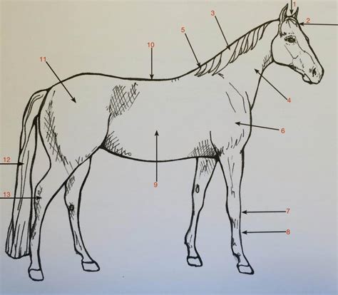 Horse Parts Quiz | Full Circle Farm Therapeutic Horsemanship