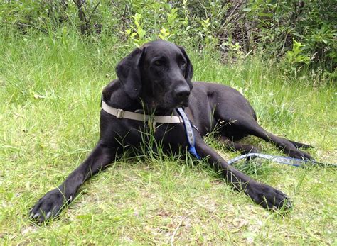 Labradane (Great Dane and Lab Mix)