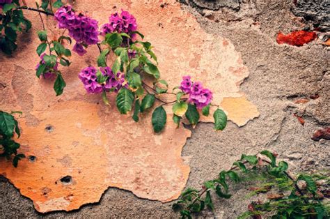 4,500+ Bougainvillea Wall Stock Photos, Pictures & Royalty-Free Images - iStock