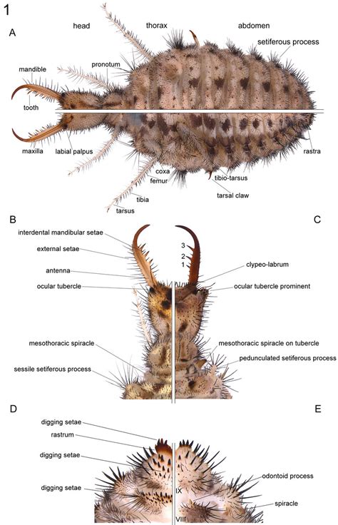 Myrmeleontidae Larvae